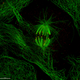 Illustration for article titled These spectacular images show why they call it the ‘OMG’ microscope